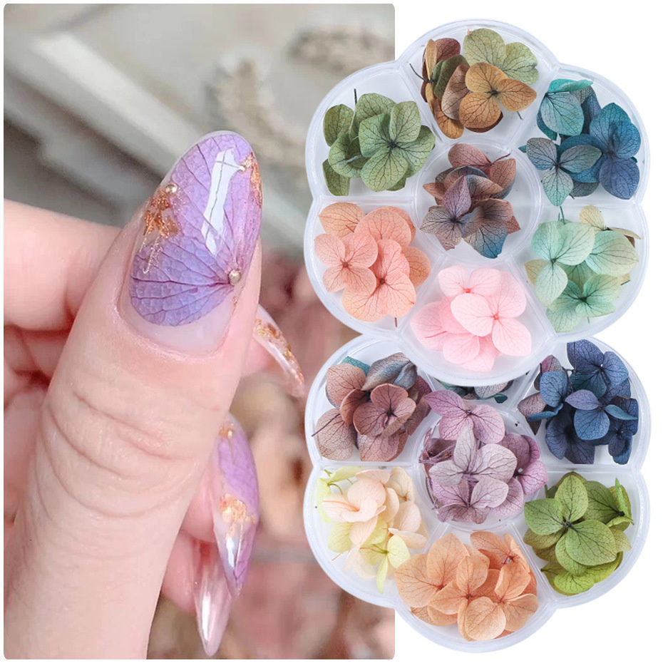 Farben Nagelgetrocknete Blumen